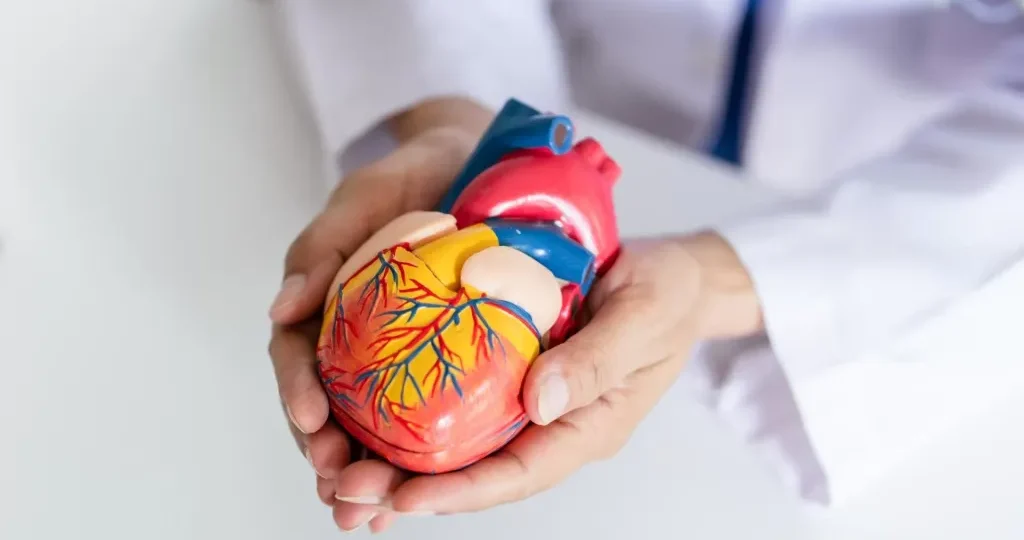 القلب واألوعية الدموية