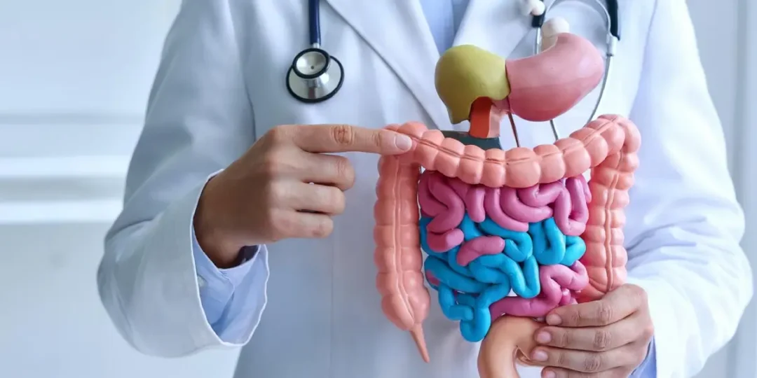 الجهازالهضمي والكبد والمناظير